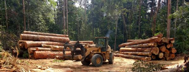 How Our Tree Care Process Works  in  Millersville, PA