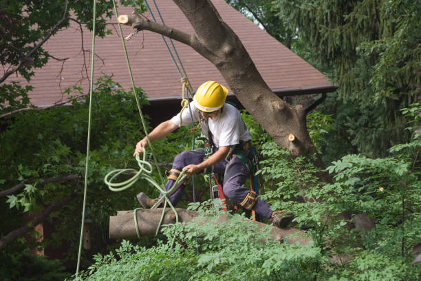 Best Tree Disease Treatment  in Millersville, PA