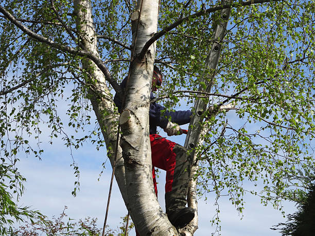 Trusted Millersville, PA Tree Care Experts